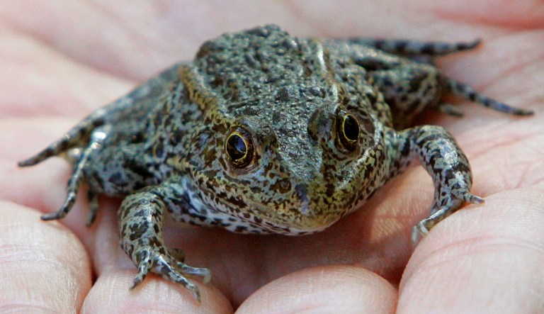 The Supreme Court will decide on Friday whether to hear Weyerhaeuser v. United States Fish and Wildlife Service. In this case, the government is trying to seize control of land it does not own in order to protect an endangered species of frog (namely, the dusky gopher frog pictured above) that does not live there. (AP Photo/Bill Haber)