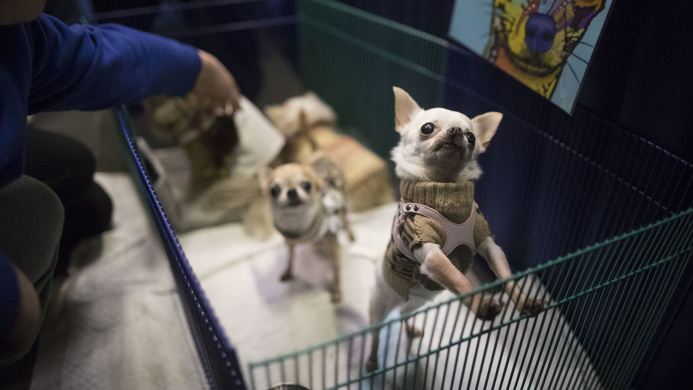 FDA opens investigation into ​dog food contaminated by euthanasia drug 