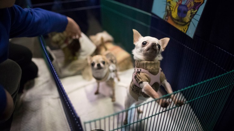 The Food and Drug Administration has opened an investigation into a range of brands that offer wet dog food. (AP Photo/Mary Altaffer)