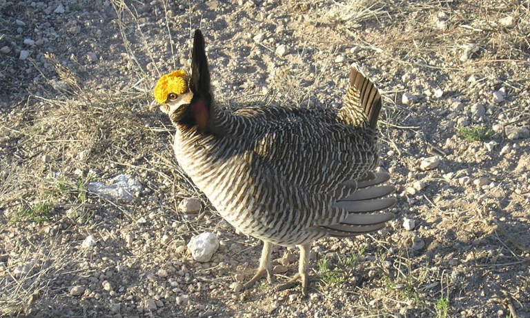 Feds are trying to put the lesser prairie chicken back on the endangered species list, though a court ordered its removal in 2015. (AP Photo/Courtesy of U.S. Fish and Wildlife Service)