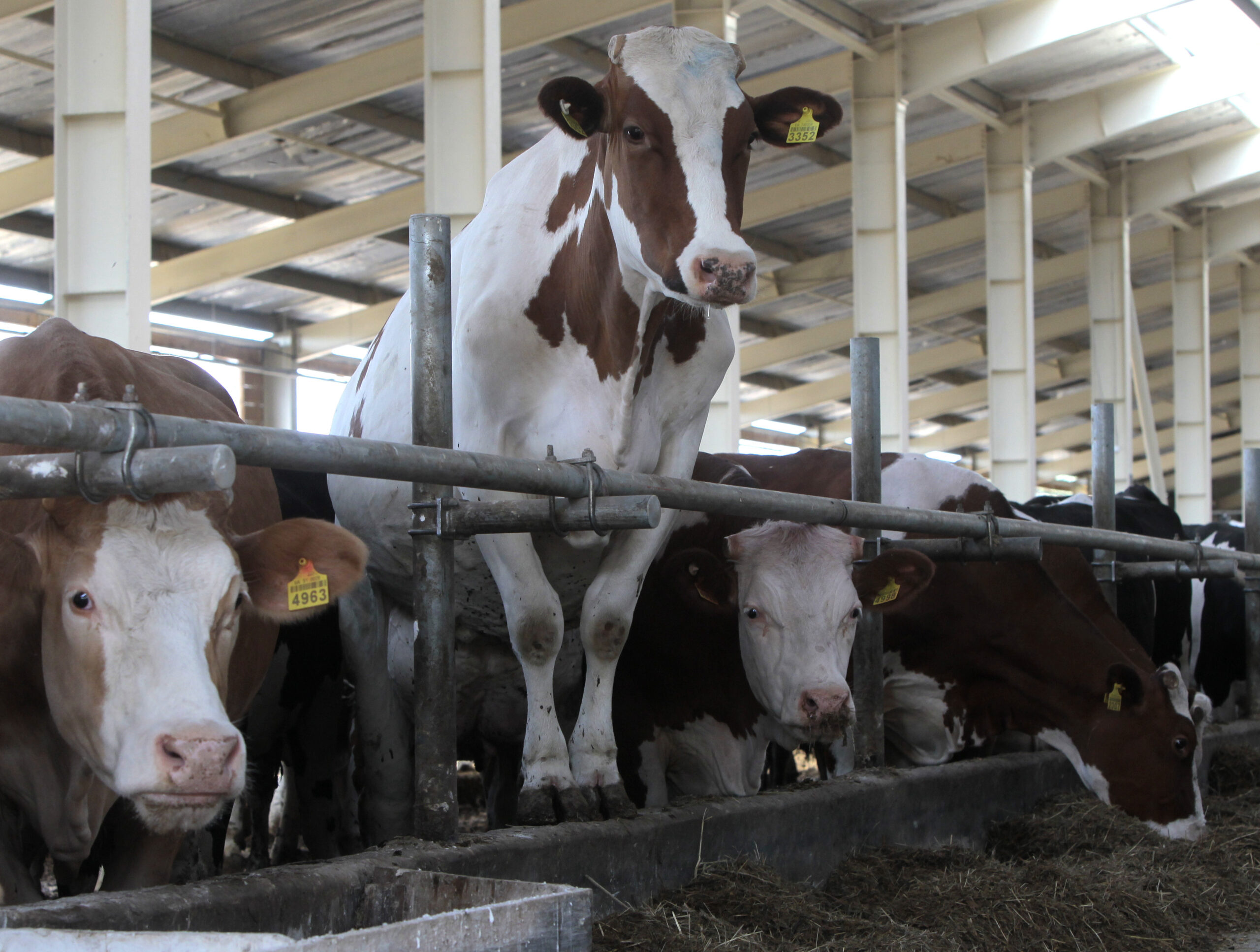 EU deals could stoke growth, reform