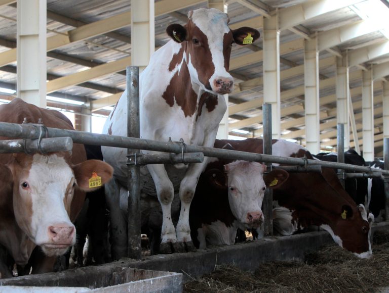 A cow shed at the Milkiland N.V. in the village of Krasnoselskoe, Chernihiv region some 180 kilometers north of Kiev, Ukraine, Wednesday, June 25, 2014. Milk and cheese producer Milkiland is looking to increase sales in the European Union under a trade agreement between the EU and Ukraine to be signed Friday in Brussels. (AP Photo/Sergei Chuzavkov)
