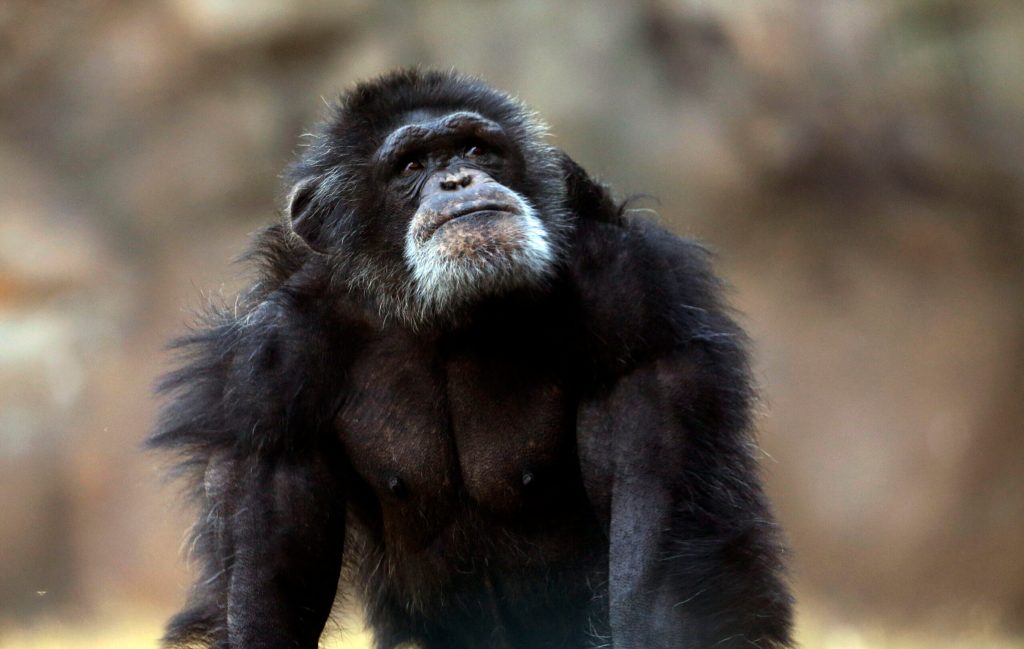 Sweden: Chimps euthanized after escaping from zoo enclosure