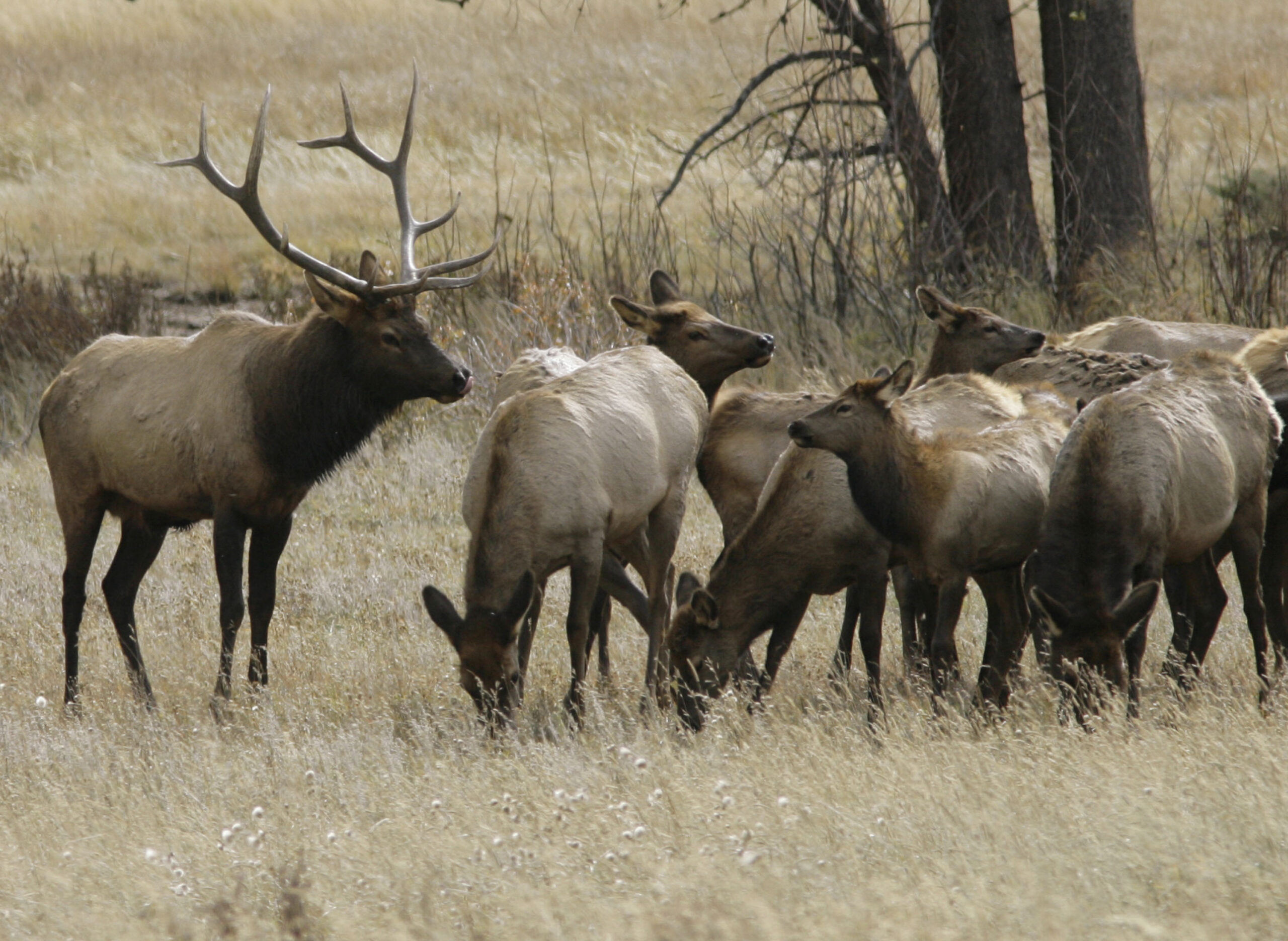 Guide: Montana hunting season should be OK despite drought