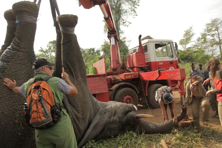 In this photo taken Monday, Jan. 20, 2014 and distributed by the International Fund for Animal Welfare, a tranquilized elephant is loaded onto a truck near the town of Daloa in western Ivory Coast. Conservationists are capturing and relocating elephants in Ivory Coast forced out of their traditional habitat by encroaching humans, in the first such operation attempted in Africa's forests. The International Fund for Animal Welfare this week began tranquilizing elephants outside the western town of Daloa, then locking them in a crate for the 10-hour drive to Assagny National Park on the southern coast. (AP Photo/IFAW)