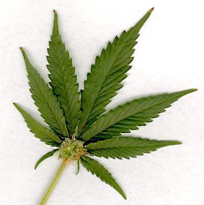 Marijuana growing franchise coming to D.C.