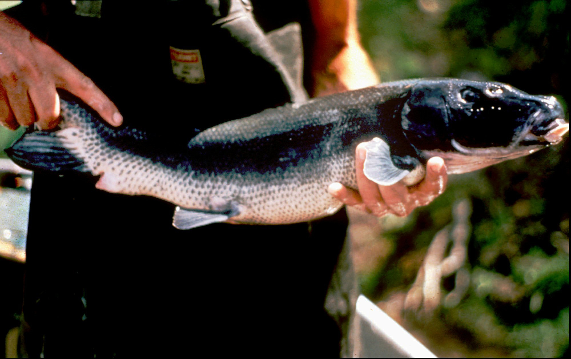 LOST RIVER SUCKER