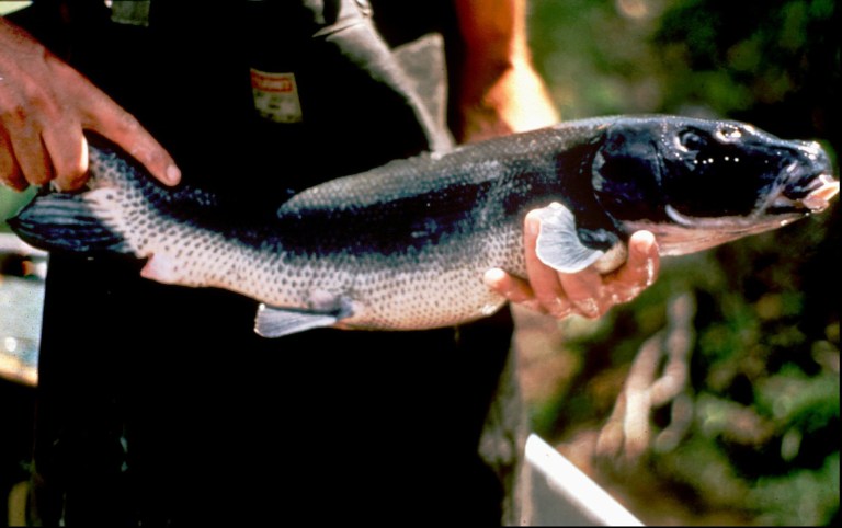 LOST RIVER SUCKER