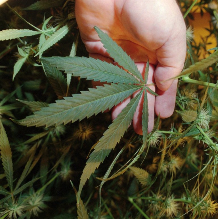 Your Brain on Drugs: Neuroscientists Narc on Legal Marijuana