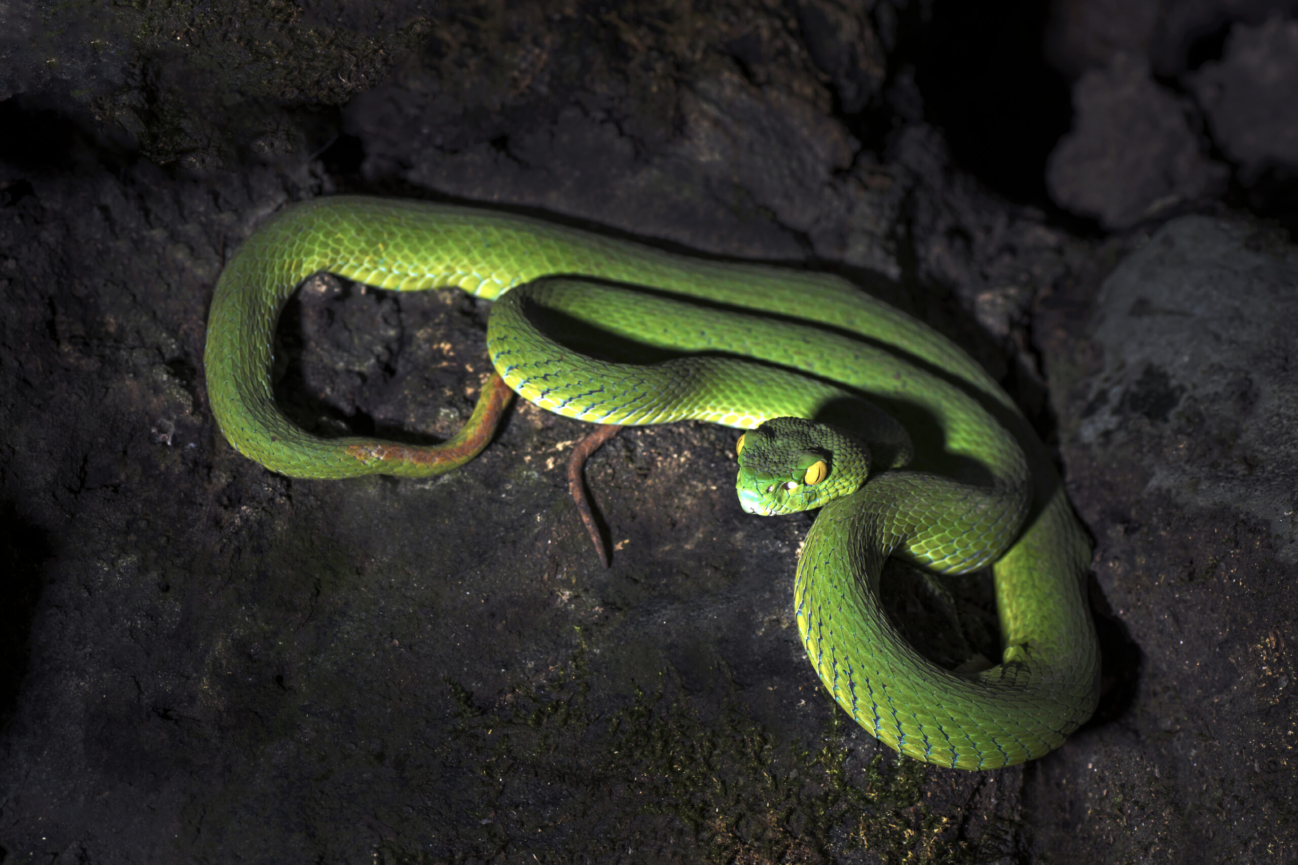 The hidden persuaders of the environmental elite