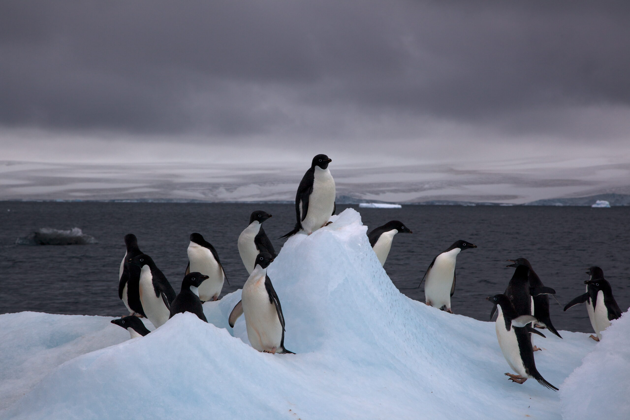 Scientists: Iceberg may have killed 150,000 Antarctic penguins
