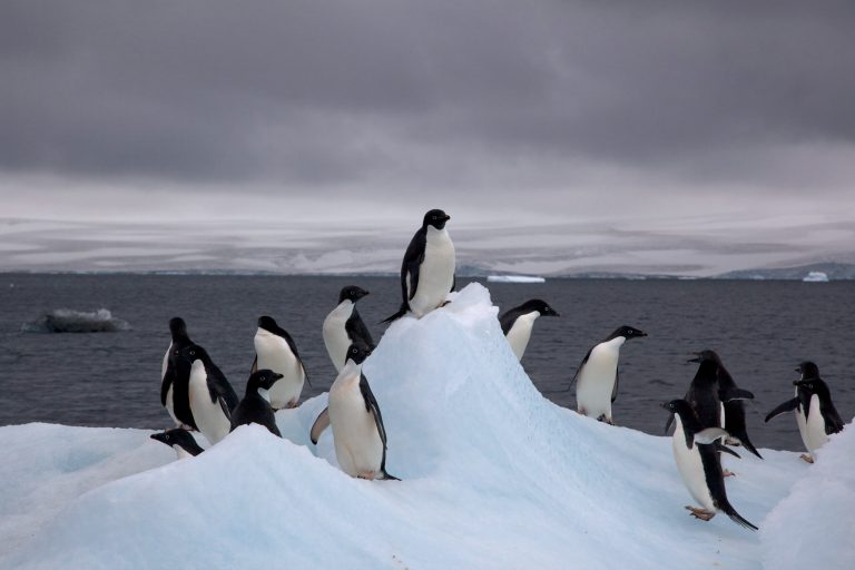 The prognosis for replenishing the Adelie penguin population is bleak. (Jason Auch/Creative Commons image)