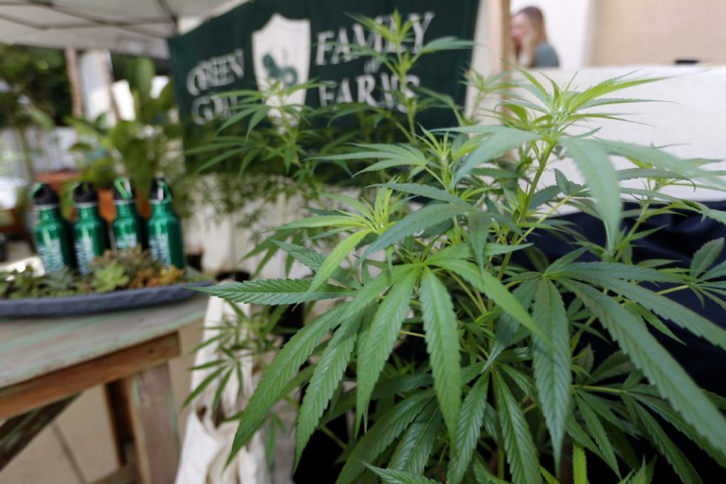 NextImg:Newsom puts cannabis tax hike on hold amid industry struggles