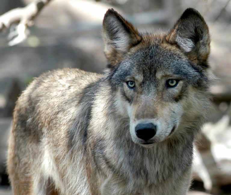 Wyoming put in place a management plan for the wolf population, including renewed hunting of the canids, and the delisting of the gray wolf was under way. (AP Photo/Dawn Villella, File)
