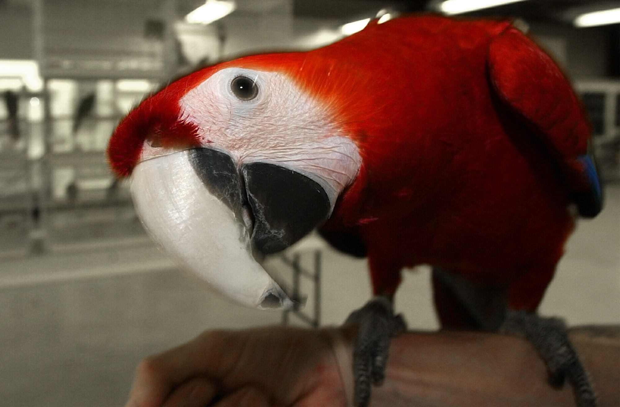 Police are looking for the ‘Bird Bandit’ after a robbery in Virginia