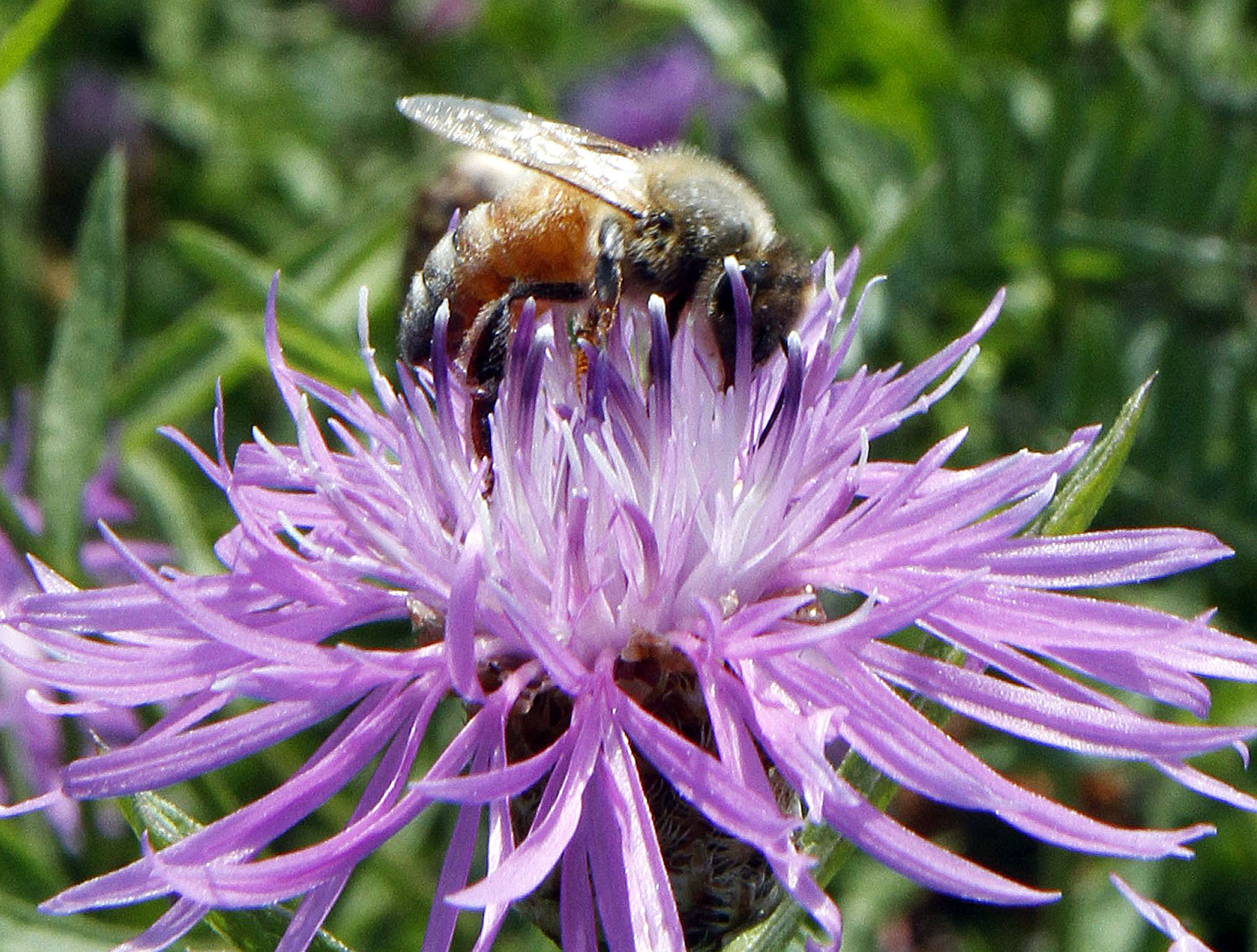 Bumblebees getting stung bad by honeybee sickness