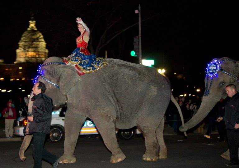 FILE - This March 19, 2013 file photo shows a performer waving as elephants with the Ringling Bros. and Barnum & Bailey show walk in front of the Capitol in Washington on their way to the Verizon Center. The parent company of the Ringling Bros. and Barnum & Bailey Circus says it has received a nearly $16 million settlement from the Humane Society of the United States and other animal-rights groups that filed a frivolous lawsuit against them. The lawsuits in federal court in Washington have dragged on for more than a decade. In 2012, a judge said the case, alleging abusive treatment of elephants, was frivolous and forced the circus' owner, Vienna, Virginia-based Feld Entertainment, to spend millions in legal fees.  (AP Photo/Alex Brandon, File)