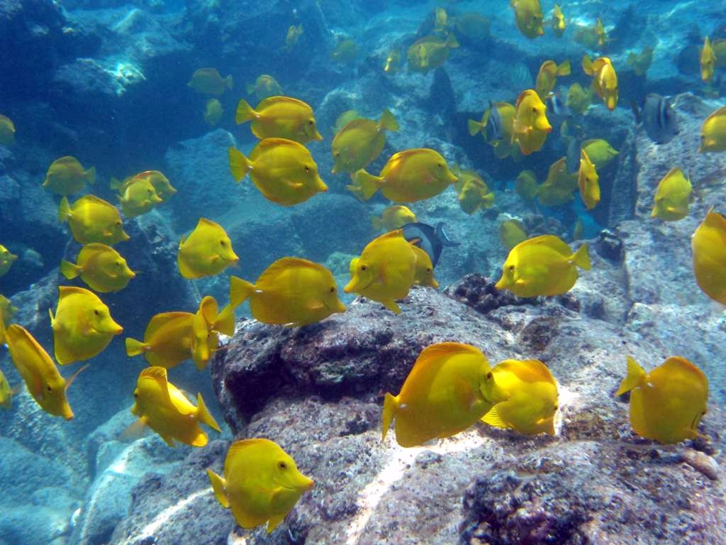 Seattle loans aquarium $20M to avoid expansion project drowning