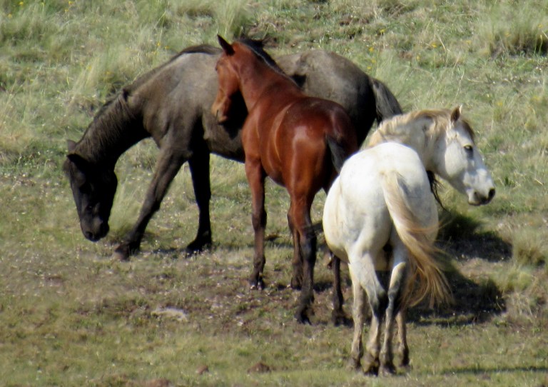 Lawmakers are advising the Obama administration to maintain opposition to a proposal to kill 45,000 wild horses or send them to Mexican slaughterhouses. (iStock Photo)