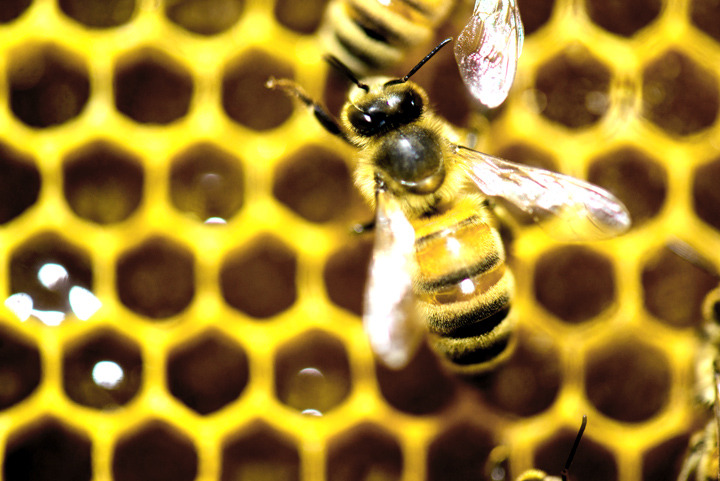 Since April 2014, beekeepers lost 42.1 percent of their colonies, the second highest loss rate in nine years, and then managed to recover a bit, according to an annual survey conducted by a bee partnership that includes the U.S. Department of Agriculture.  (AP Photo/Andy Duback, File)