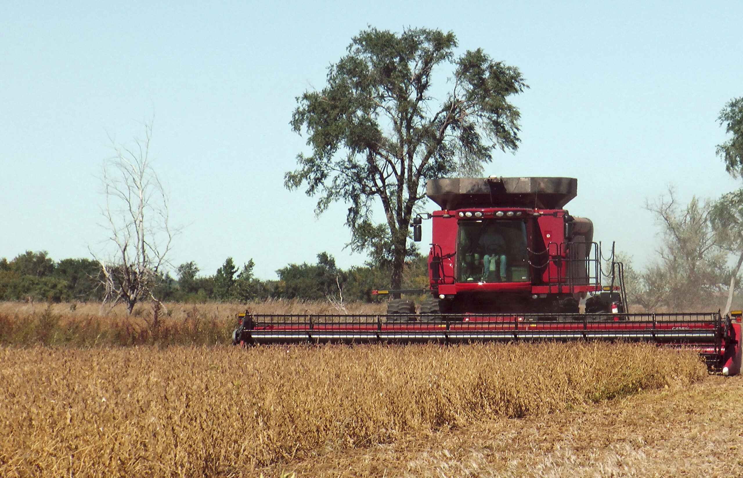 Dakotas producing good-size soybean, wheat crops