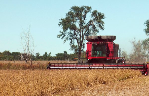 Dakotas producing good-size soybean, wheat crops