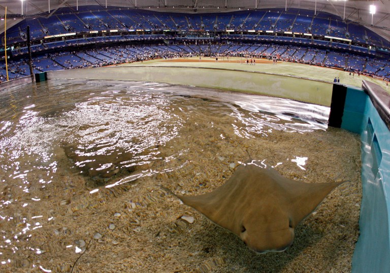 An endangered species determination could result in the federal government designating protected habitat for the large rays. (AP Photo/Mike Carlson)