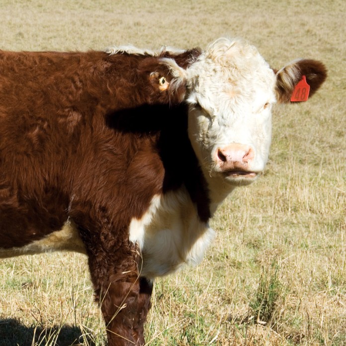 Don’t Be Stampeded Away from Meat