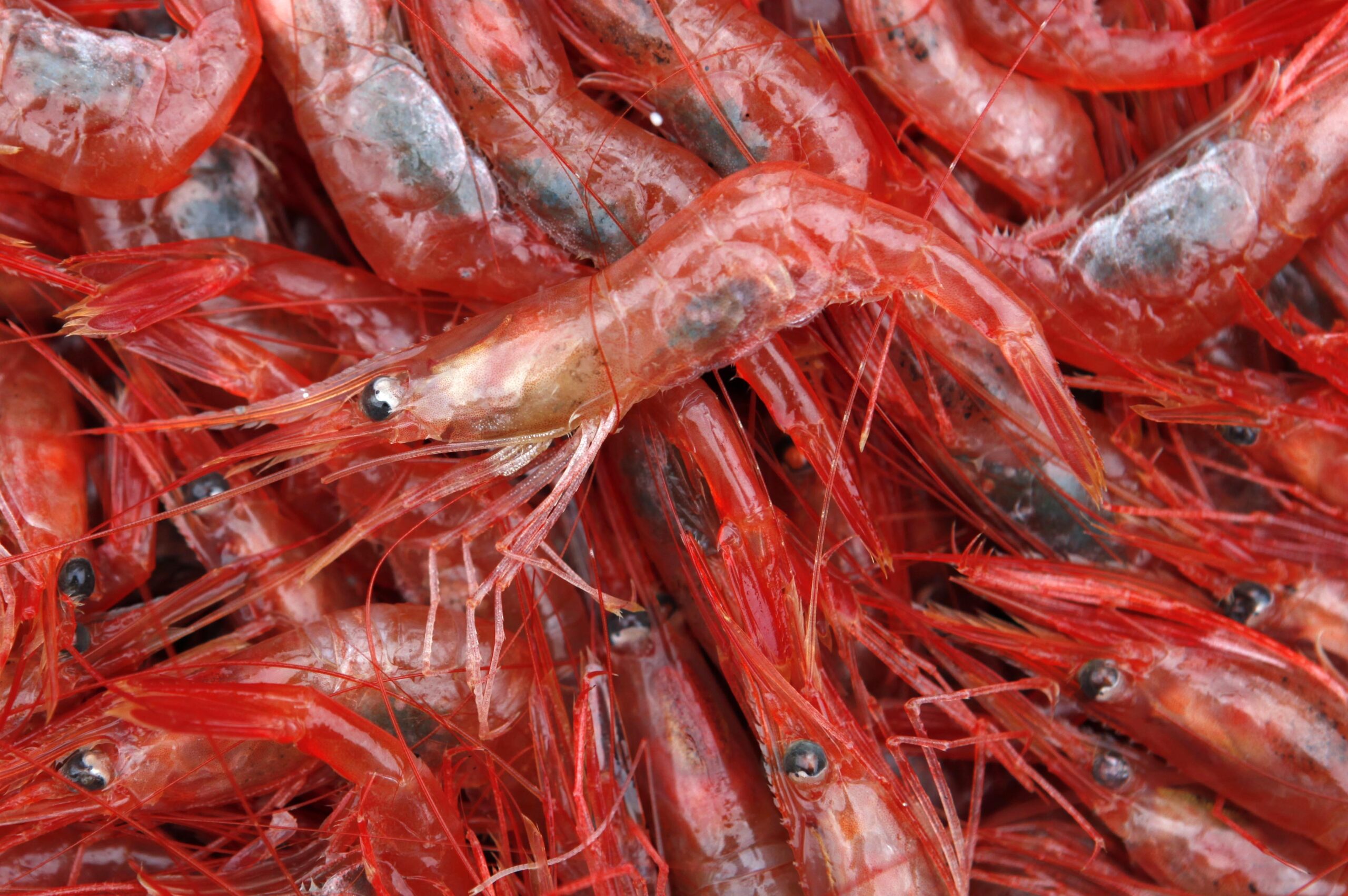 Maine’s shrimp fishery may face new restrictions