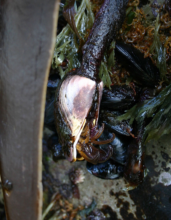   This June 7, 2012 photo provided by the Oregon Park and Recreation Department shows an exotic mussel attached to a dock float that washed up on Agate Beach near Newport, Ore. Scientists are worried that other debris from the 2011 tsunami in Japan could represent a new way for invasive species to reach American shores. (AP Photo/Oregon Parks and Recreation Department, ho)  