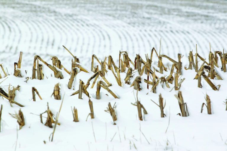 In this Dec. 28, 2012 photo, corn stalks stand in a snowy field near La Vista, Neb. Despite getting some big storms in December, much of the U.S. is still desperate for relief from the nation's longest dry spell in decades. And experts say it will take an absurd amount of snow to ease the woes of farmers and ranchers. (AP Photo/Nati Harnik)