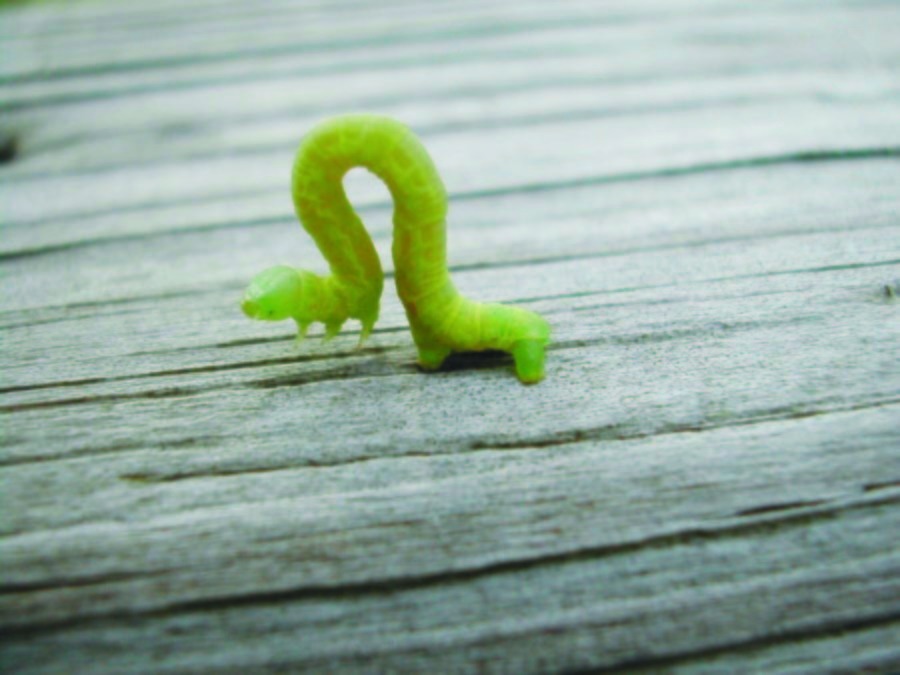 Fairfax County plans attack against inchworms