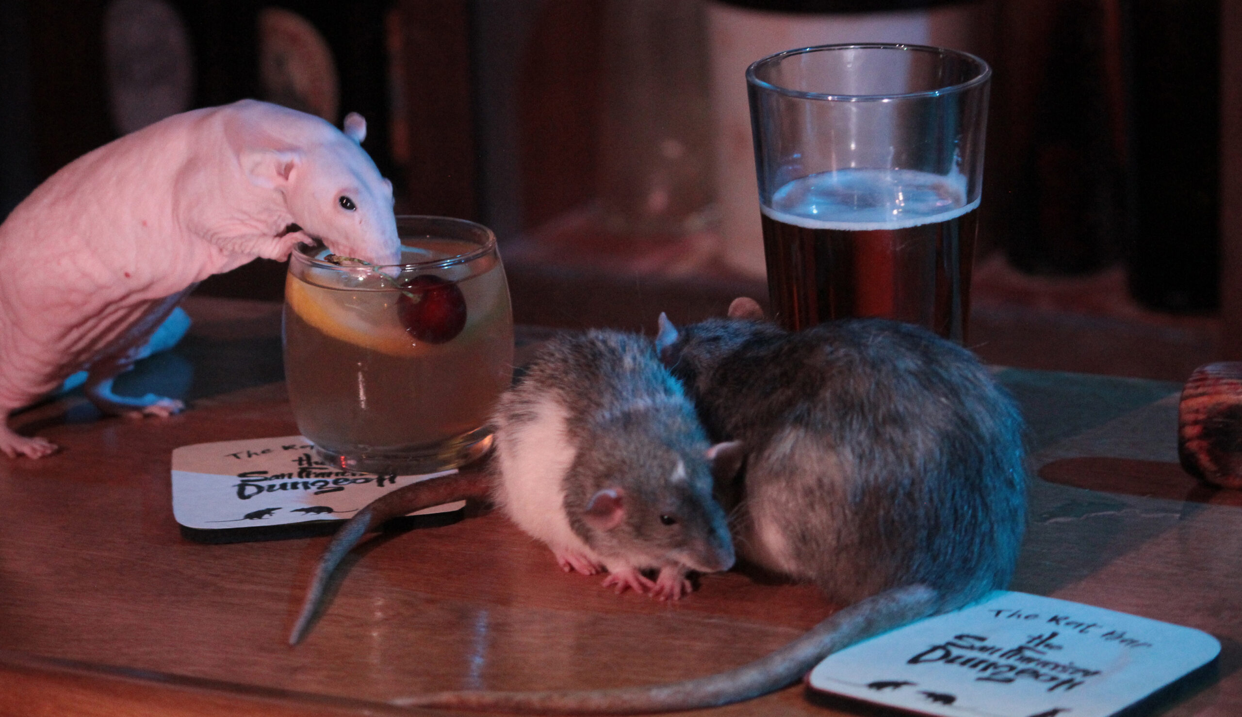 Drink and dine with rodents: Pop-up ‘Rat Bar’ opens in San Francisco