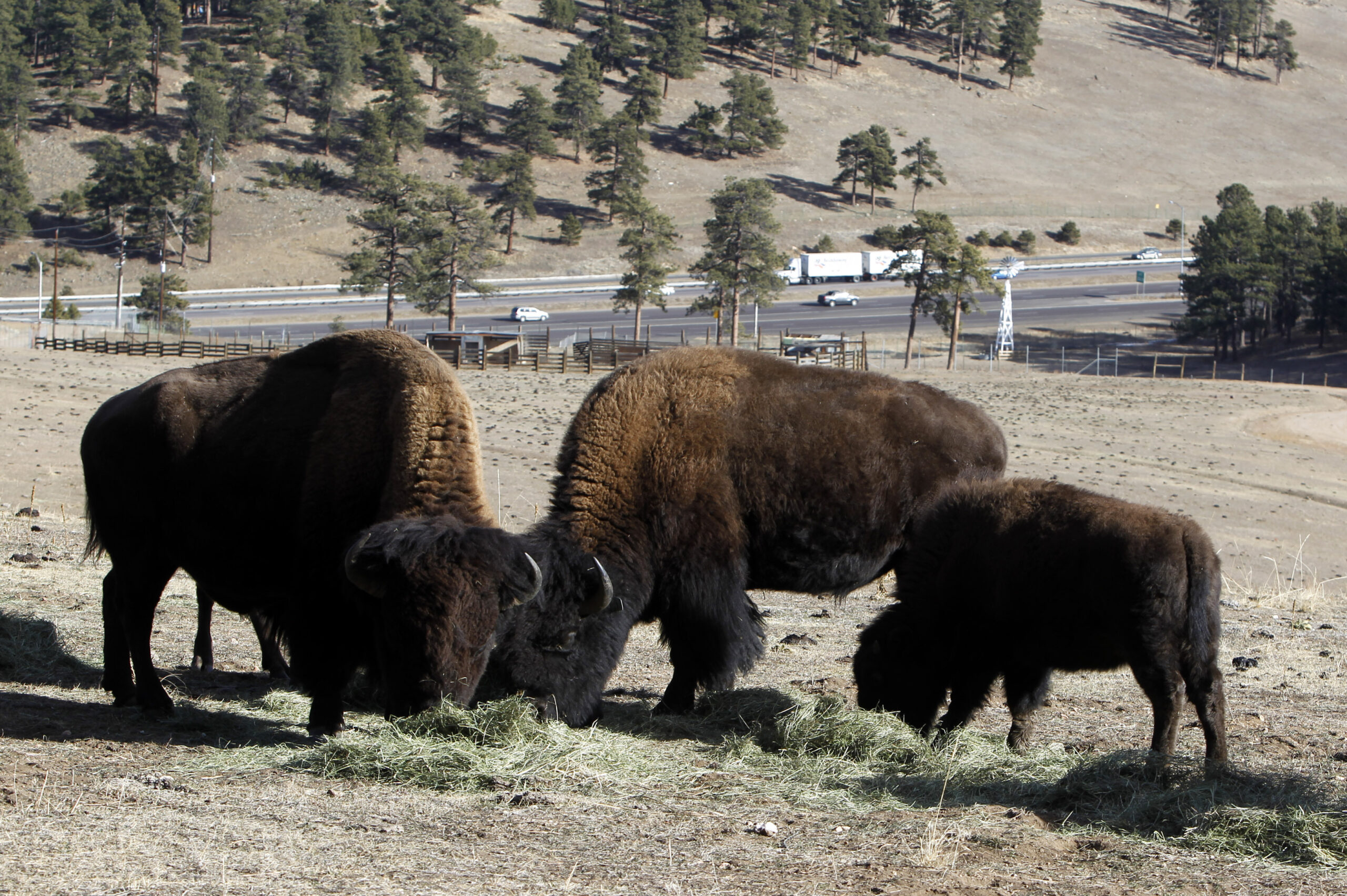 5 free things to do in the Denver area