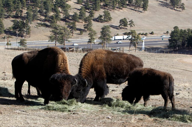   This photo taken on Dec. 7, 2012 shows bison feeding at the Buffalo Herd Overlook west of Denver. They're kept behind fences about 20 miles west of town on Interstate 70, where an overlook near Exit 254 offers great opportunities to photo the creatures with the Rocky Mountains on the horizon. Interstate 70 can be seen in the distance. (AP Photo/Ed Andrieski)  