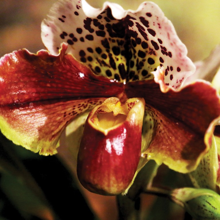 Floral History