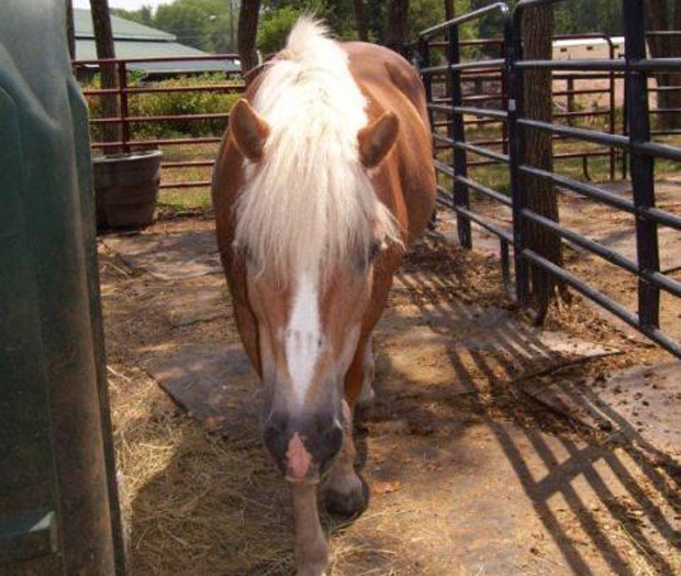 Animal cruelty cases spike in D.C. region