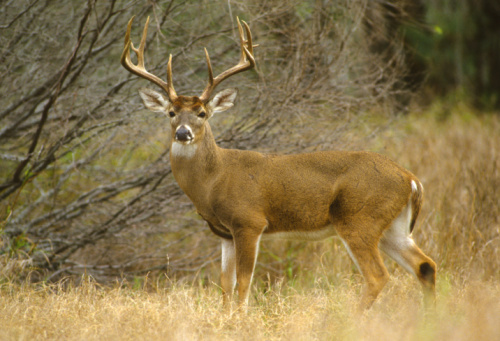 Fla. Fish and Wildlife Commission bans deer importation
