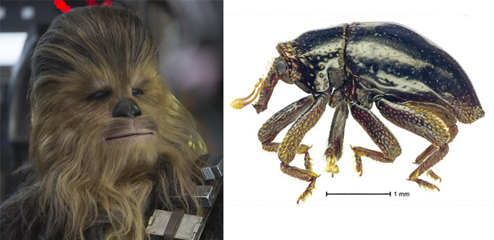 Are you ready for the Chewbacca beetle?