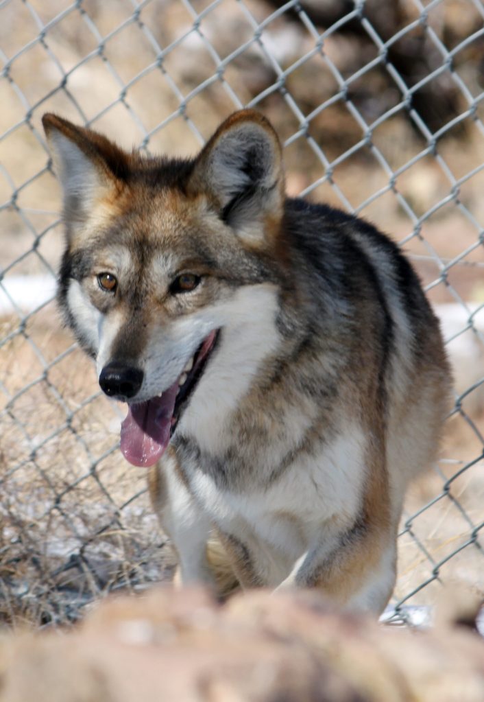 Group alleges political meddling in wolf program