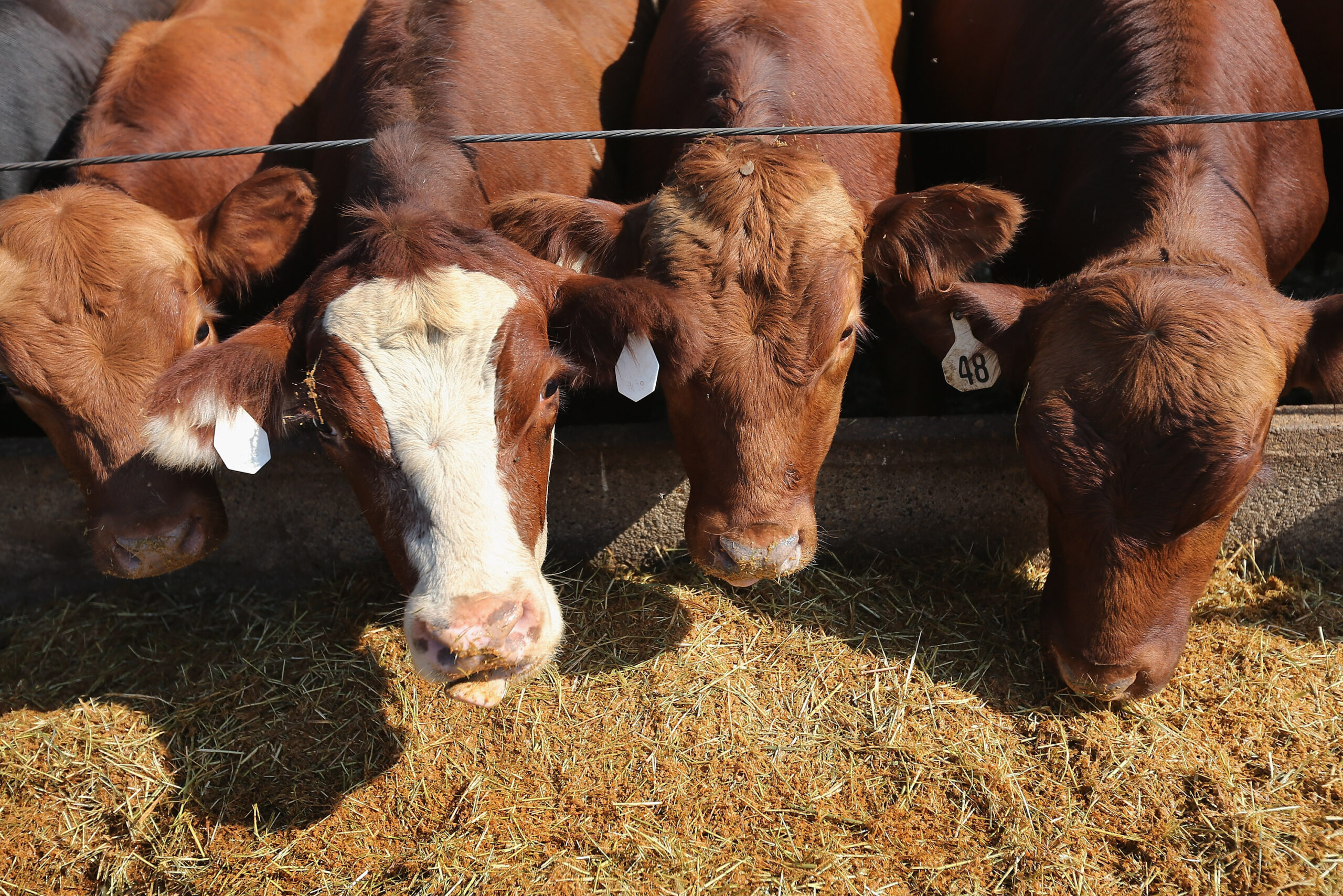 Examiner Editorial: To protect ethanol, Obama seeks to inflate meat prices
