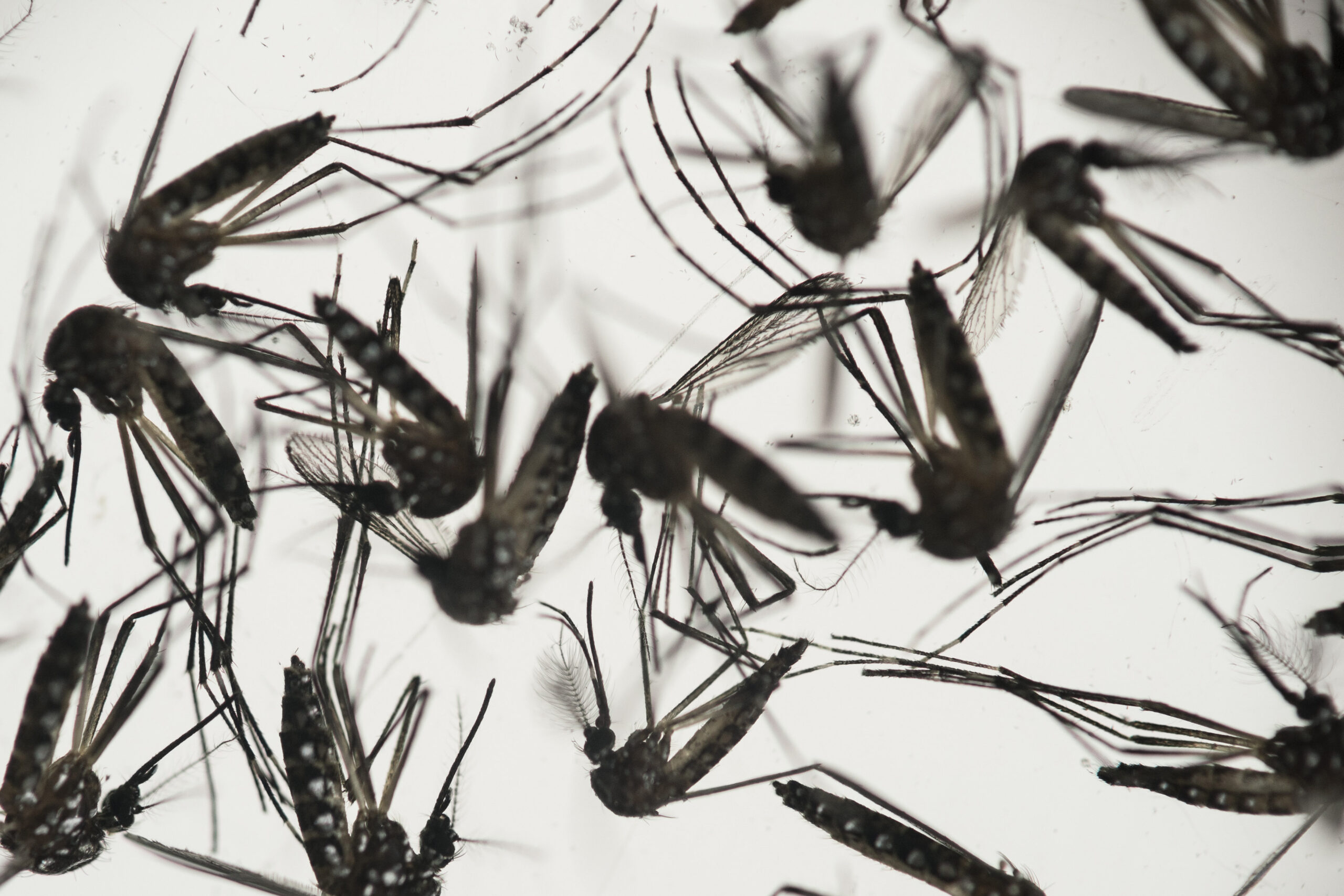 Utah resident gets Zika through unknown method