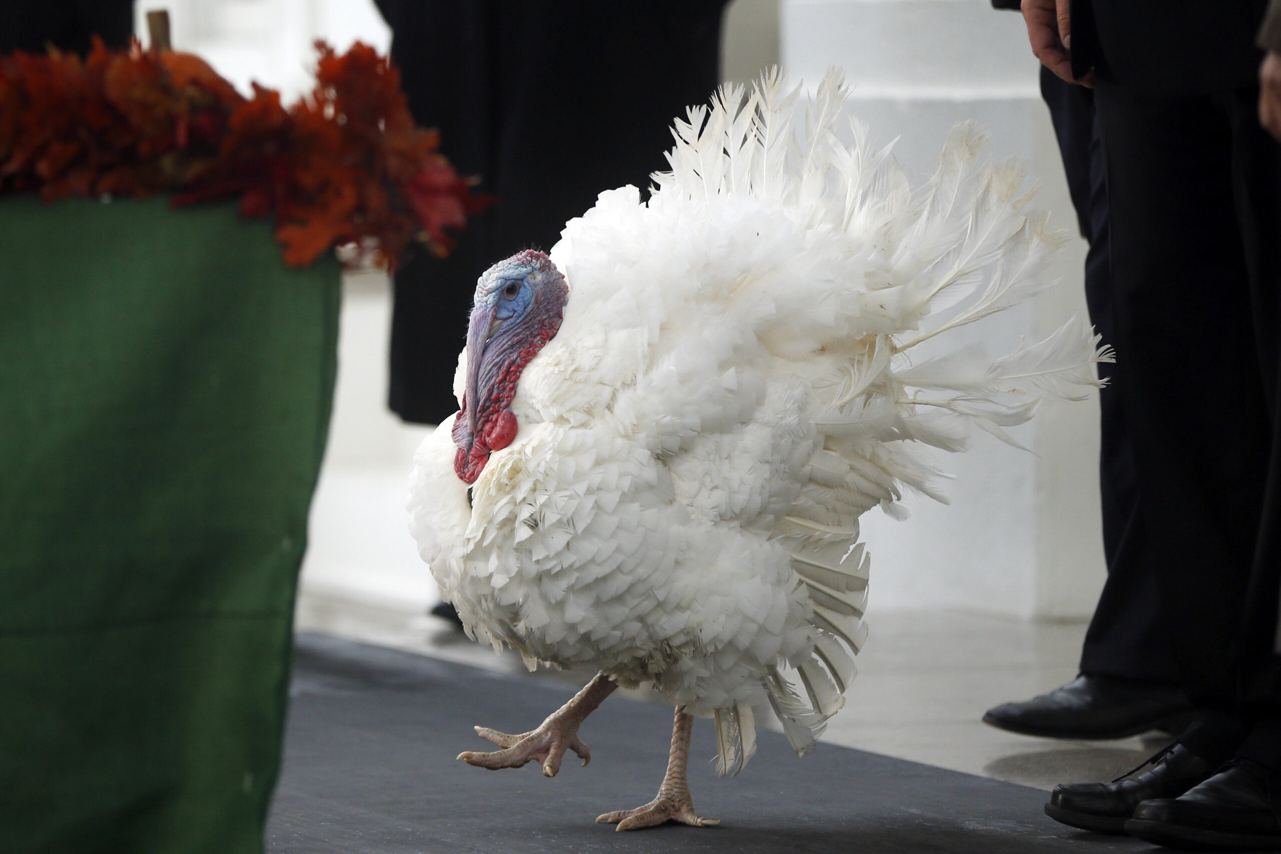 VIDEO: Obama’s Hunger Games turkey joke