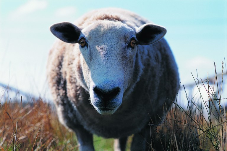 Thinkstock
The Department of Agriculture's National Sheep Industry Improvement Center provides grants to such trade groups as the American Goat Federation and the American Lamb Board.