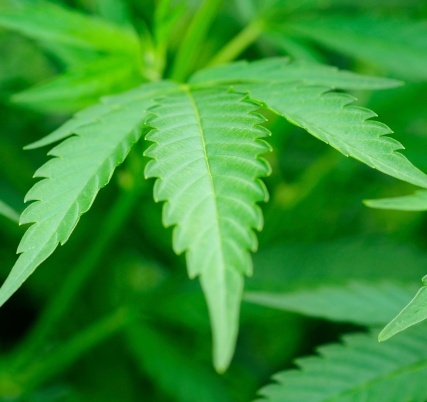 Three-quarters of registered voters in D.C. support decriminalizing marijuana possession and making it punishable by just a $100 citation, according to a survey of 1,621 voters conducted by Public Policy Polling. (Photo: Thinkstock)