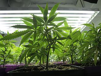 Connecticut governor to sign bill legalizing recreational marijuana