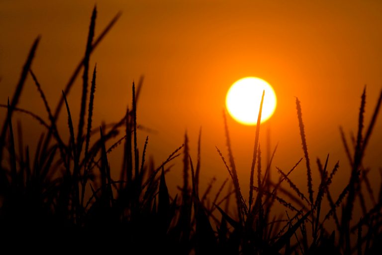 In this July 20, 2014 photo, a setting sun silhouettes corn stalks growing in Ashland, Ill. The U.S. Department of Agriculture says Illinois' corn crop is maturing faster than normal and faring well. (AP Photo/Seth Perlman)