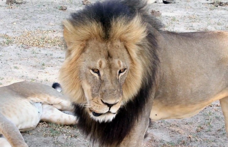 Cecil strolls around in Hwange National Park, in Hwange, Zimbabwe. Zimbabwe's wildlife minister says extradition is being sought for Walter Palmer, the American dentist who killed a Cecil.  (Paula French via AP)