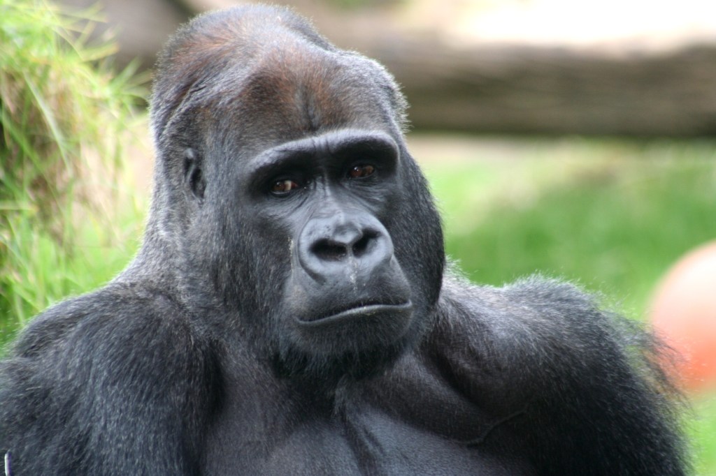 Death at the Zoo