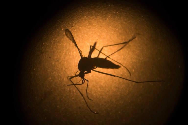 The findings examine outcomes of Zika-affected pregnancies that occurred in the U.S. territories. (AP Photo/Felipe Dana, File)